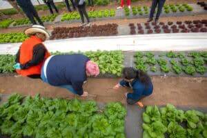 Fresh vegetables growing in a community garden with people tending to the crops.