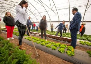 Plant scientists and researchers inspecting lettuce crops in a greenhouse.