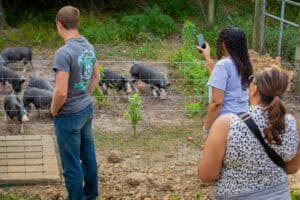 A woman taking a photo of pigs at a farm enclosure with two other visitors observing.