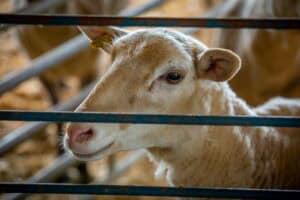 Calf looking through metal bars at a farm or livestock facility.