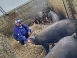 Healthy pigs being fed by a farmer in a wooden pen with straw bedding.