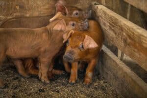 Healthy piglets in a barn, close-up of young pigs in a farm setting.