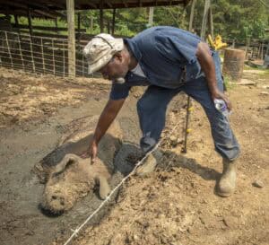 Man tending to a pig in an outdoor farm setting, caring for the animal.