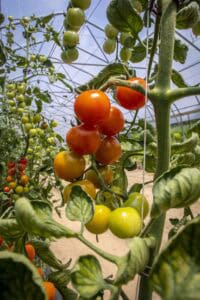 Cherry tomato plants growing in a greenhouse with ripe and unripe tomatoes.
