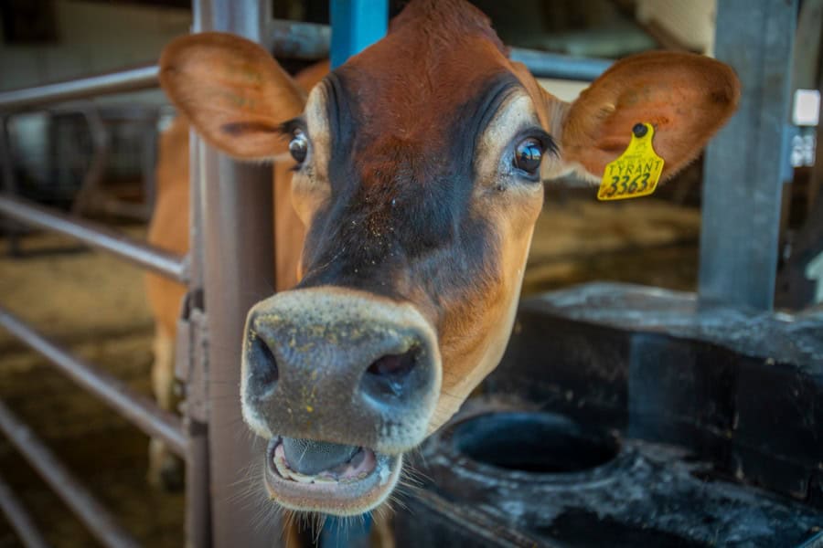 A cow's close-up face at a farm, showcasing its nose and expressive eyes.