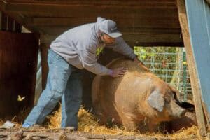 Man caring for a pig in a farm setting, rural animal husbandry scene.