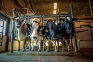 Dairy cows in a barn standing behind feeding equipment at a farm.