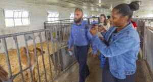 Cattle farm inspection with a woman recording video inside a barn.
