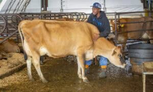 Calf being milked by a young man in a farm setting, promoting dairy farming and agriculture.
