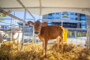 Calf in a pen at the Truest Stadium fairground with straw bedding and fencing.