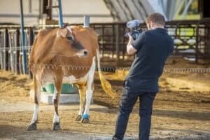 A person filming a brown cow in a farm setting with a pen and barn in the background.