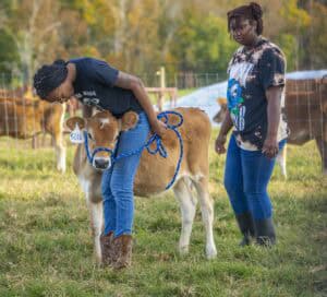 Two young women are handling a calf on a farm, with cows grazing in the background.