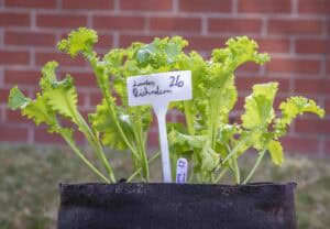 Lettuce plants grow in a black fabric pot, labeled with a white tag showing the name and identification number.
