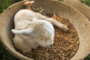 A baby goat resting in a bowl filled with feed, surrounded by green grass.