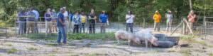 A group of people observing pigs in an outdoor farm setting.