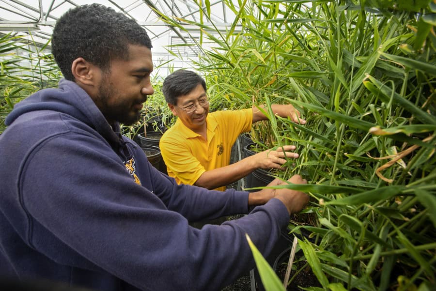 Researchers inspecting tall green plants in a greenhouse environment.
