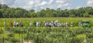Farmers and visitors touring a lush green agricultural field on a sunny day.