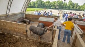 People interacting with pigs at a farm animal exhibit during a sunny day.