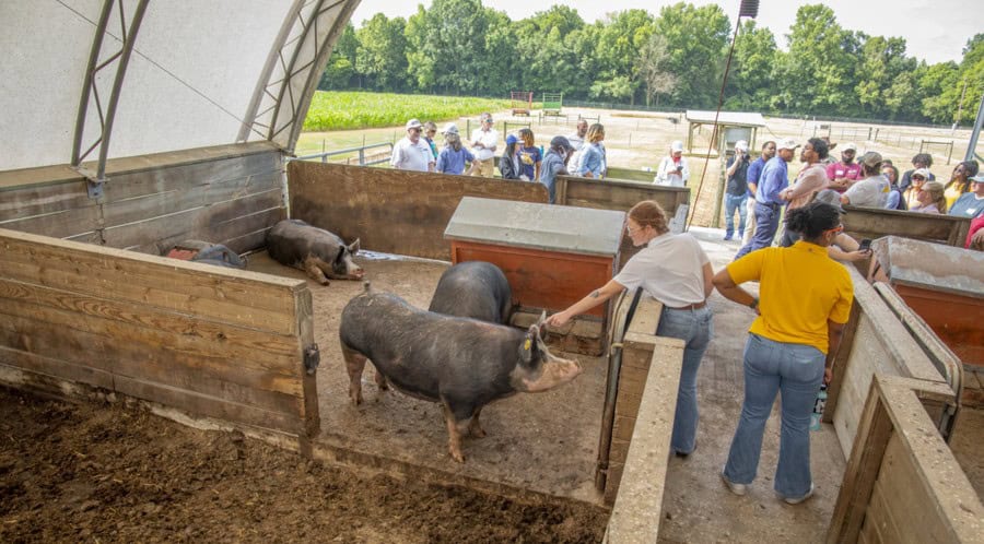 People interacting with pigs at a farm animal exhibit during a sunny day.