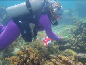 Scuba diver examining coral reef with underwater camera and equipment.