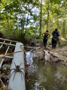 A spider on a fallen tree branch near a creek with two people in the background.