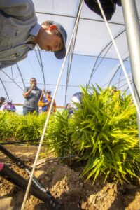 Farm technician Randall Quillian leans forward to assist during a demonstration in a high tunnel, surrounded by lush ginger plants. In the background, William Lashley, Ph.D. student, speaks into a microphone while other participants observe. The high tunnel structure and irrigation system are visible.