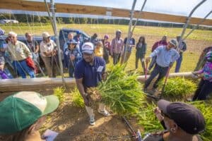 Graduate student Daniel Tetteh demonstrates ginger harvesting in a high tunnel during a field day event. He holds a large ginger plant with its roots exposed while explaining the process. A group of attendees stands outside the high tunnel, observing and taking notes.