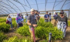 Michael Rayburn, wearing an NC A&T hat, speaks into a microphone while demonstrating ginger farming techniques in a high tunnel during a field day event. He stands among rows of ginger plants, surrounded by attendees who observe and take notes. Other event participants, including staff and farmers, are visible in the background.