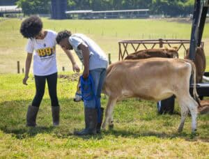 Two people, a young woman wearing a white "1891" t-shirt and black leggings and a young man in jeans and a t-shirt, interact with a light brown cow in a grassy field. The man holds a blue rope attached to the cow while the woman points toward the ground. Additional cows and a red metal structure are visible in the background with a green field and trees further back.