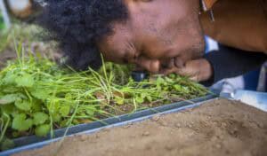 A close-up of a person with curly black hair leaning down to closely examine green plants and soil in a demonstration tray. The individual uses a magnifying tool to observe the details of the plants and soil, which are part of a rainfall simulation setup.