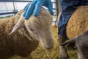 Close-up of a Florida Cracker sheep being gently held by a person wearing blue gloves, with other sheep nearby inside a straw-covered pen.