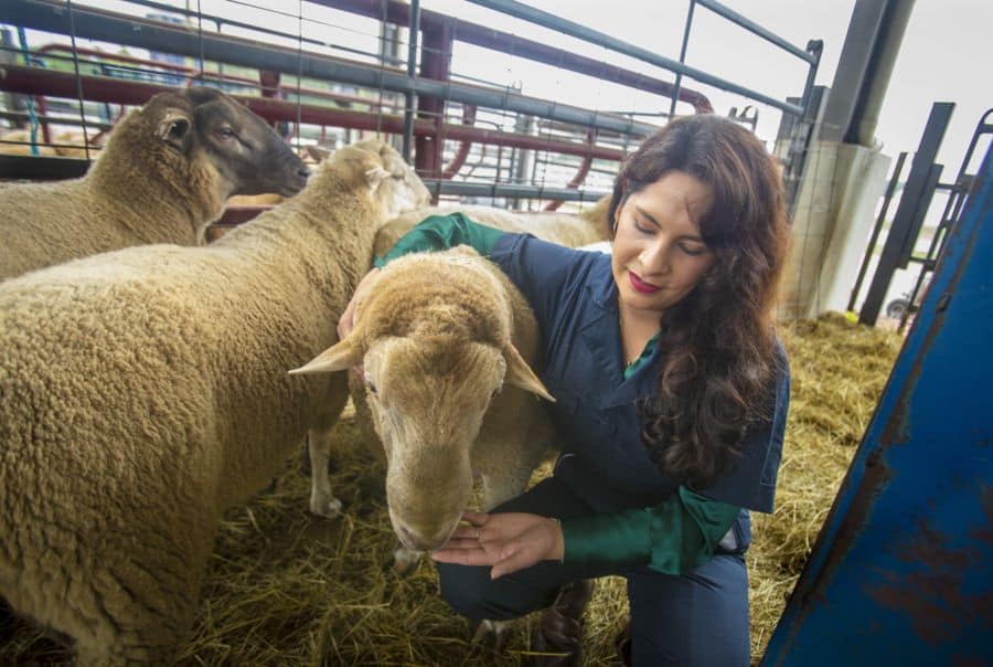 A woman in a dark blue lab coat kneels in a barn while gently feeding a Florida Cracker sheep from her hand, with other sheep standing nearby inside a gated enclosure.