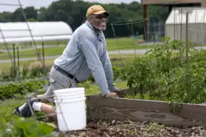 A man wearing a tan cap, sunglasses, and gray clothes kneels next to a raised garden bed, smiling while working in a vegetable garden. A white bucket sits nearby, and green plants and farm buildings are in the background.