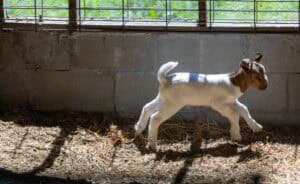 A young goat with brown and white fur walks on straw inside a sunlit barn, with sunlight streaming through a window behind it.