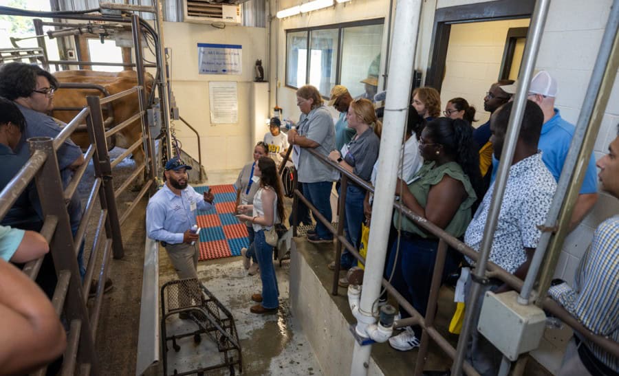 A group of people stands on a platform inside a barn, observing cattle and listening to a guide explaining livestock handling procedures. The setting appears to be an educational tour or demonstration.