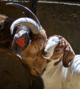 An adult goat with large curved horns and a red ear tag nuzzles closely with a young white and brown goat, both illuminated by sunlight against a dark, textured background.