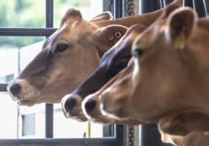 Three cows stand closely together indoors, seen in profile with sunlight illuminating their faces, looking out through metal bars.