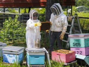 Two people in protective beekeeping suits examine a frame covered with bees next to colorful beehive boxes outdoors. Green vegetation and metal fencing are visible in the background.