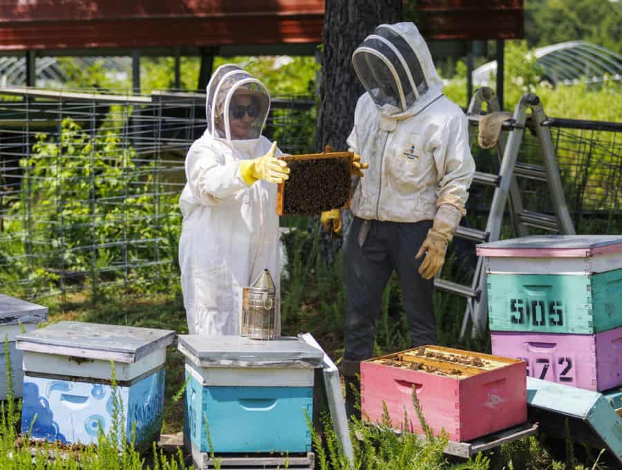 Two people in protective beekeeping suits examine a frame covered with bees next to colorful beehive boxes outdoors. Green vegetation and metal fencing are visible in the background.