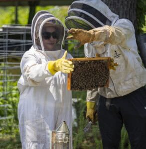 Two people wearing protective beekeeping suits and gloves examine a frame covered with bees outdoors. One person points at the frame while the other holds it. Greenery and beekeeping equipment are visible in the background.