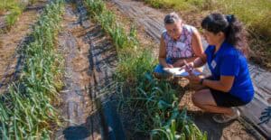 Two women kneel beside rows of green crops in a field, examining plants and taking notes on clipboards under bright daylight.