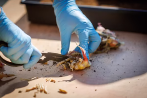 A person wearing blue gloves uses a Fiskars knife to cut and clean a bulb or tuber with roots and shoots on a wooden surface, with soil and a black container in the background.