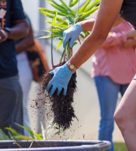 A person wearing blue gloves is planting a leafy green plant in soil, with dirt falling from the roots. Other people are standing nearby in the background, slightly out of focus.