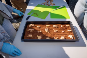 A person with blue gloves stands by a tray of soil with ginger rhizomes spaced on top. A green cutting board, knife, and more ginger pieces are on the table under bright sunlight.