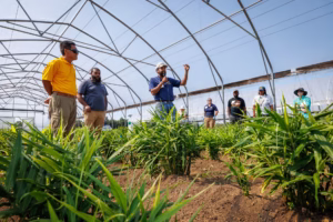 A group of people stand among rows of green plants inside a large greenhouse, listening to a man in a blue shirt and cap who is speaking and gesturing with his hand.