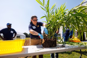 A woman wearing gloves and glasses repots a large plant on an outdoor table. A yellow bin sits nearby, and two people stand in the background next to greenhouse structures under a clear sky.