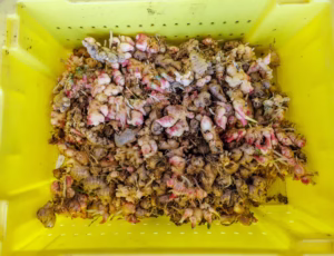 A yellow plastic crate filled with freshly harvested ginger rhizomes, some with pinkish tips and soil still attached.