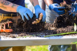 Two people wearing blue gloves are harvesting and cleaning large, soil-covered ginger roots on a white table outdoors. The workers’ tattooed arms and the ginger roots are prominently visible.