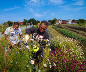 Two men wearing gloves pick flowers in a colorful garden on a sunny day, with a path, plants, and buildings visible in the background under a blue sky.