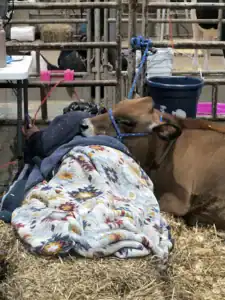 A cow rests next to a person covered with a colorful blanket in a barn, surrounded by hay and various farm equipment in the background.